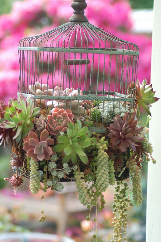 Plantes succulentes dans le parterre de fleurs