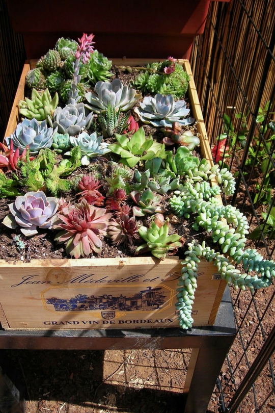 Plantes succulentes dans le parterre de fleurs