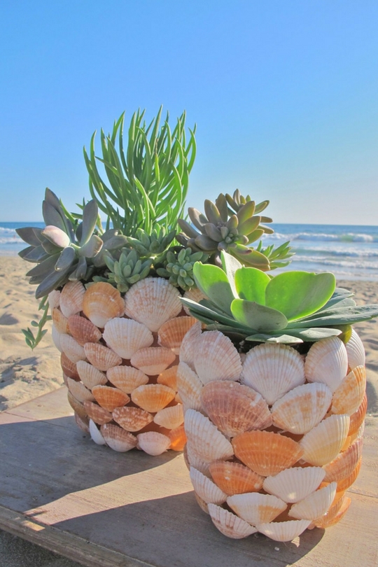 Plantes succulentes dans le parterre de fleurs