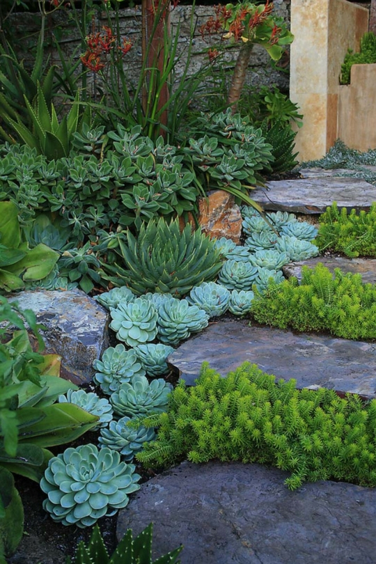 Plantes succulentes dans le parterre de fleurs