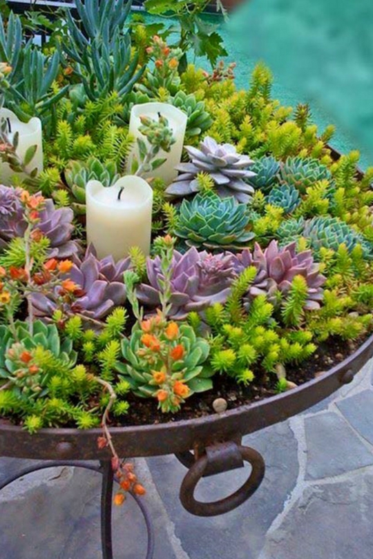 Plantes succulentes dans le parterre de fleurs