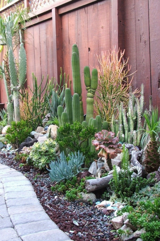 Plantes succulentes dans le parterre de fleurs