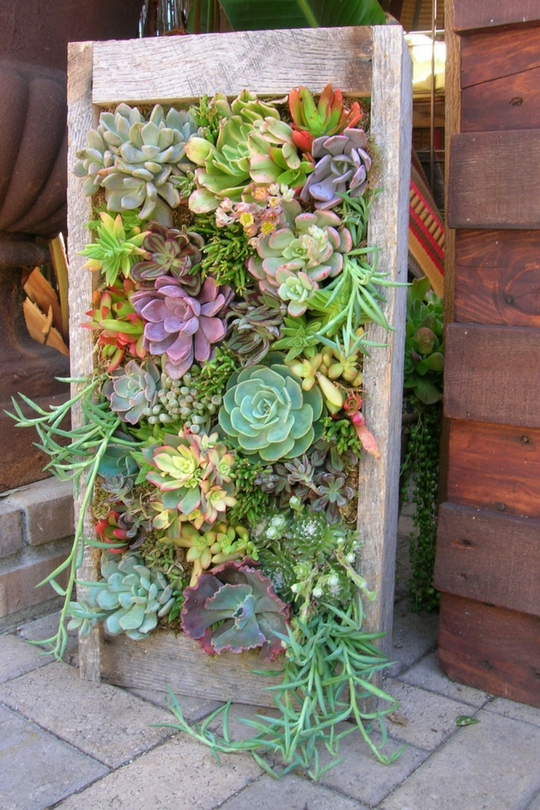 Plantes succulentes dans le parterre de fleurs