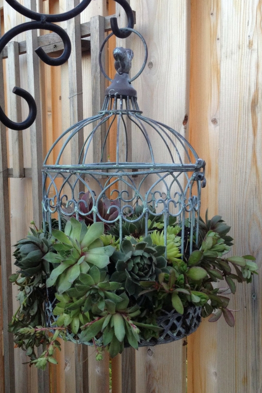 Plantes succulentes dans le parterre de fleurs