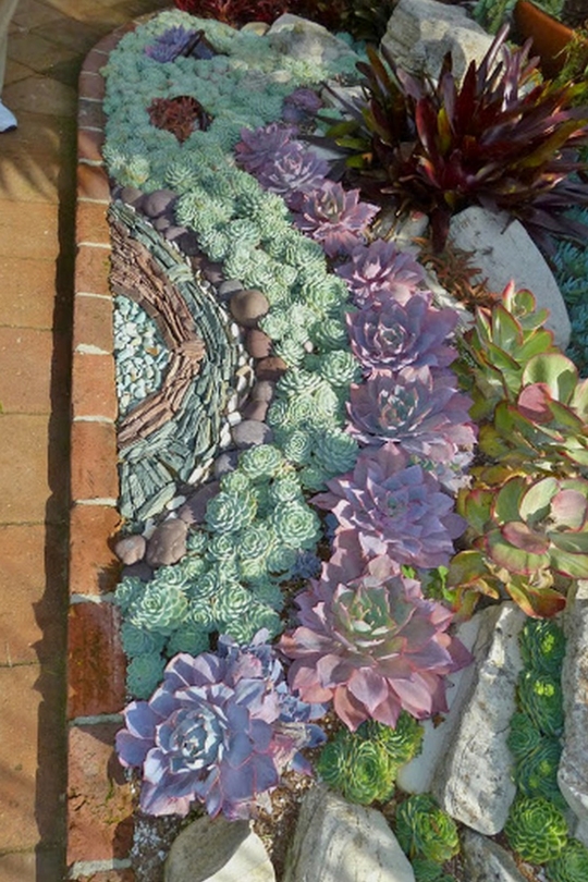 Plantes succulentes dans le parterre de fleurs