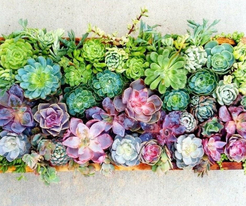 Plantes succulentes dans le parterre de fleurs
