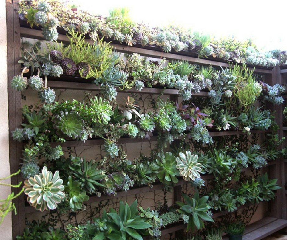 Plantes succulentes dans le parterre de fleurs