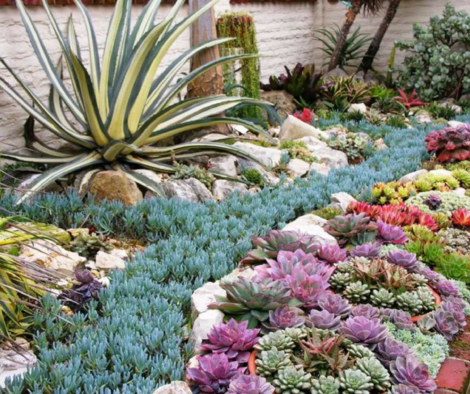 Plantes succulentes dans le parterre de fleurs