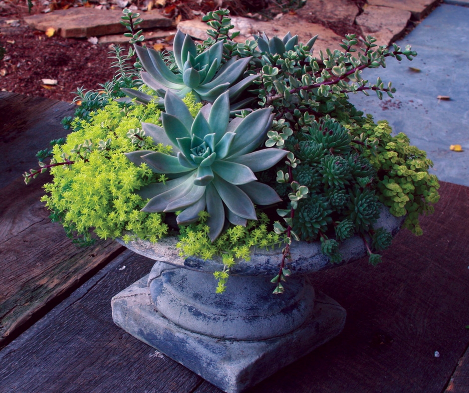 Plantes succulentes dans le parterre de fleurs