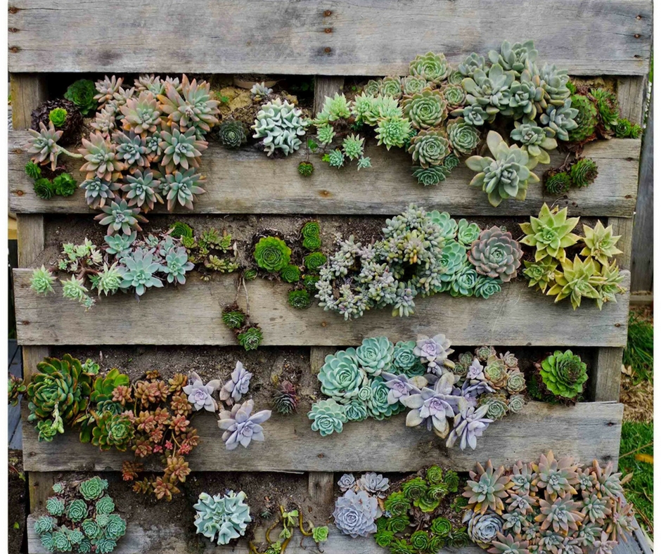 Plantes succulentes dans le parterre de fleurs