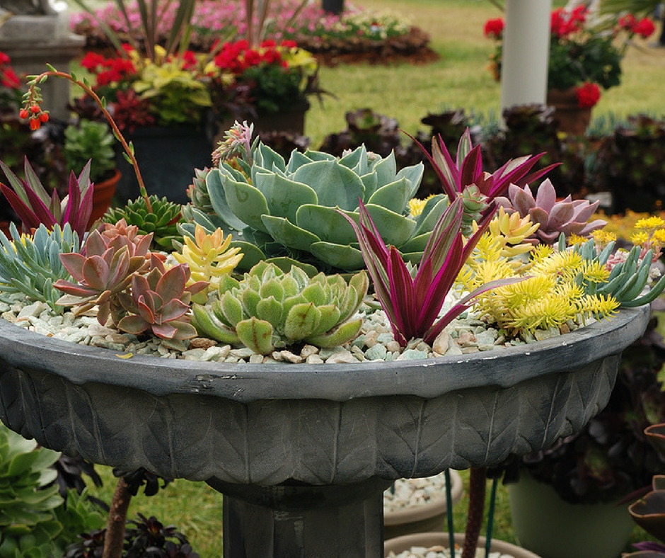 Plantes succulentes dans le parterre de fleurs