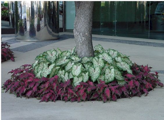 Parterre de fleurs dans le cercle du tronc