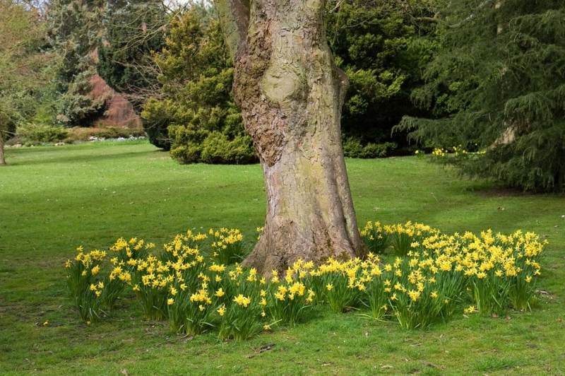 Parterre de fleurs dans le cercle du tronc