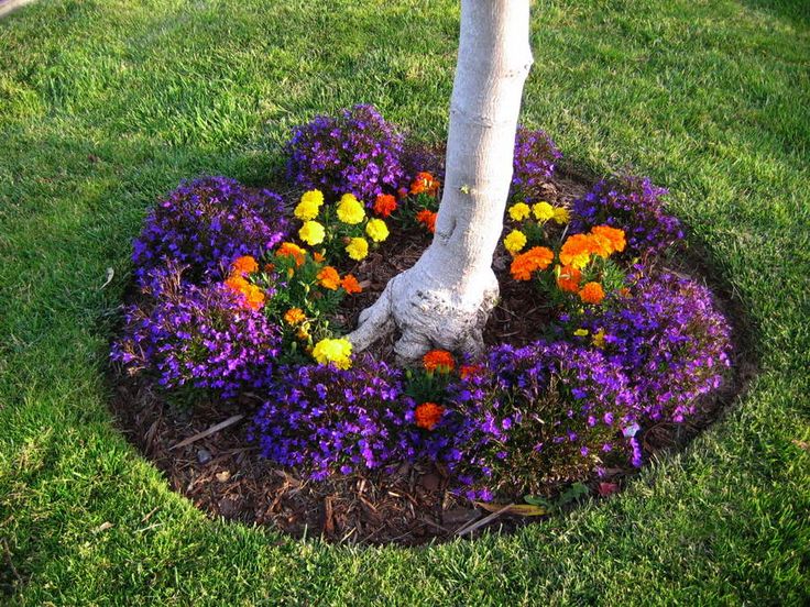 Parterre de fleurs dans le cercle du tronc