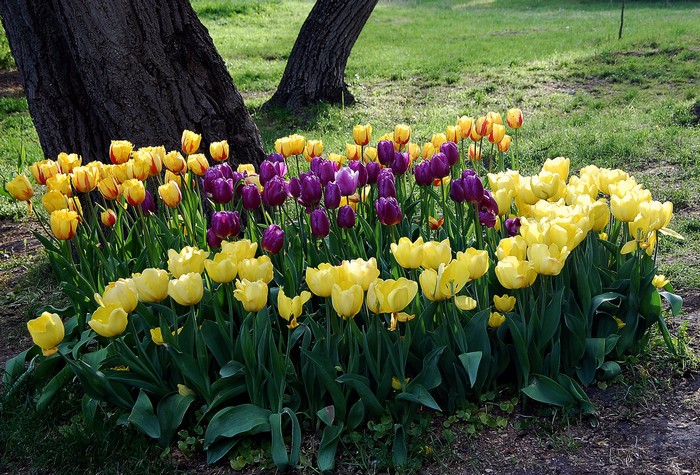Parterres de fleurs bicolores à la campagne