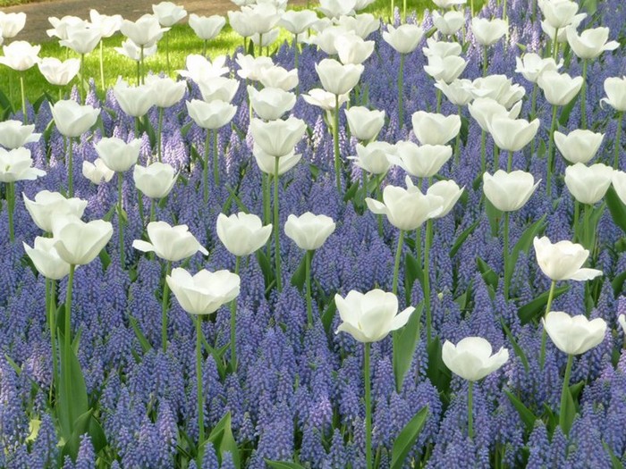 Parterres de fleurs bicolores à la campagne
