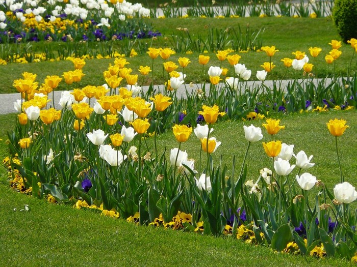 Parterres de fleurs bicolores à la campagne