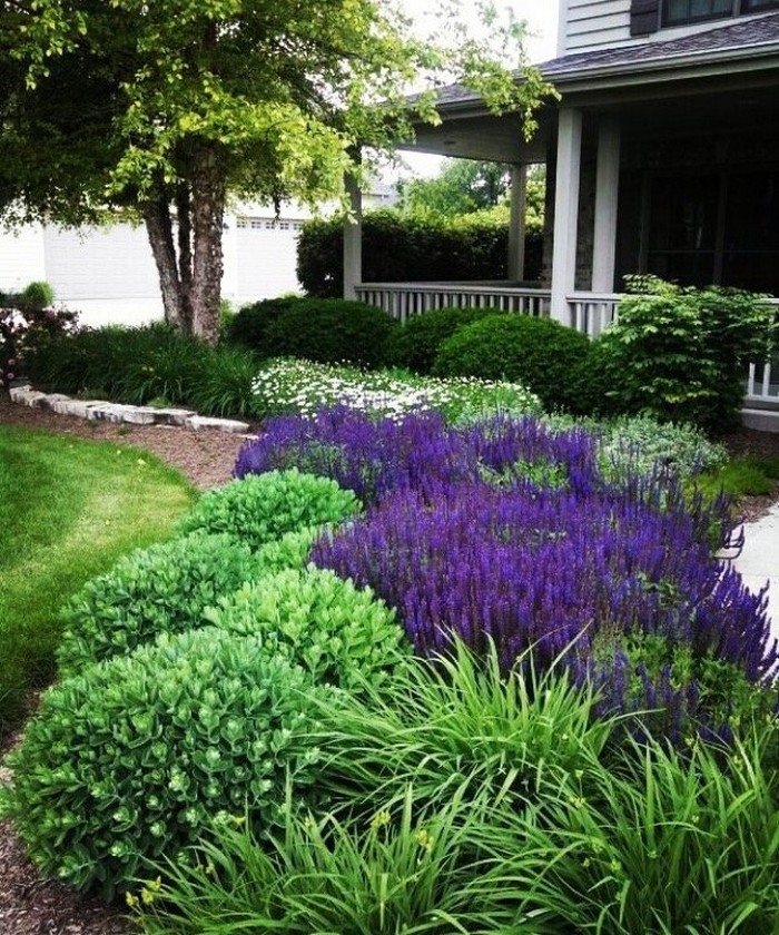 Parterres de fleurs bicolores à la campagne
