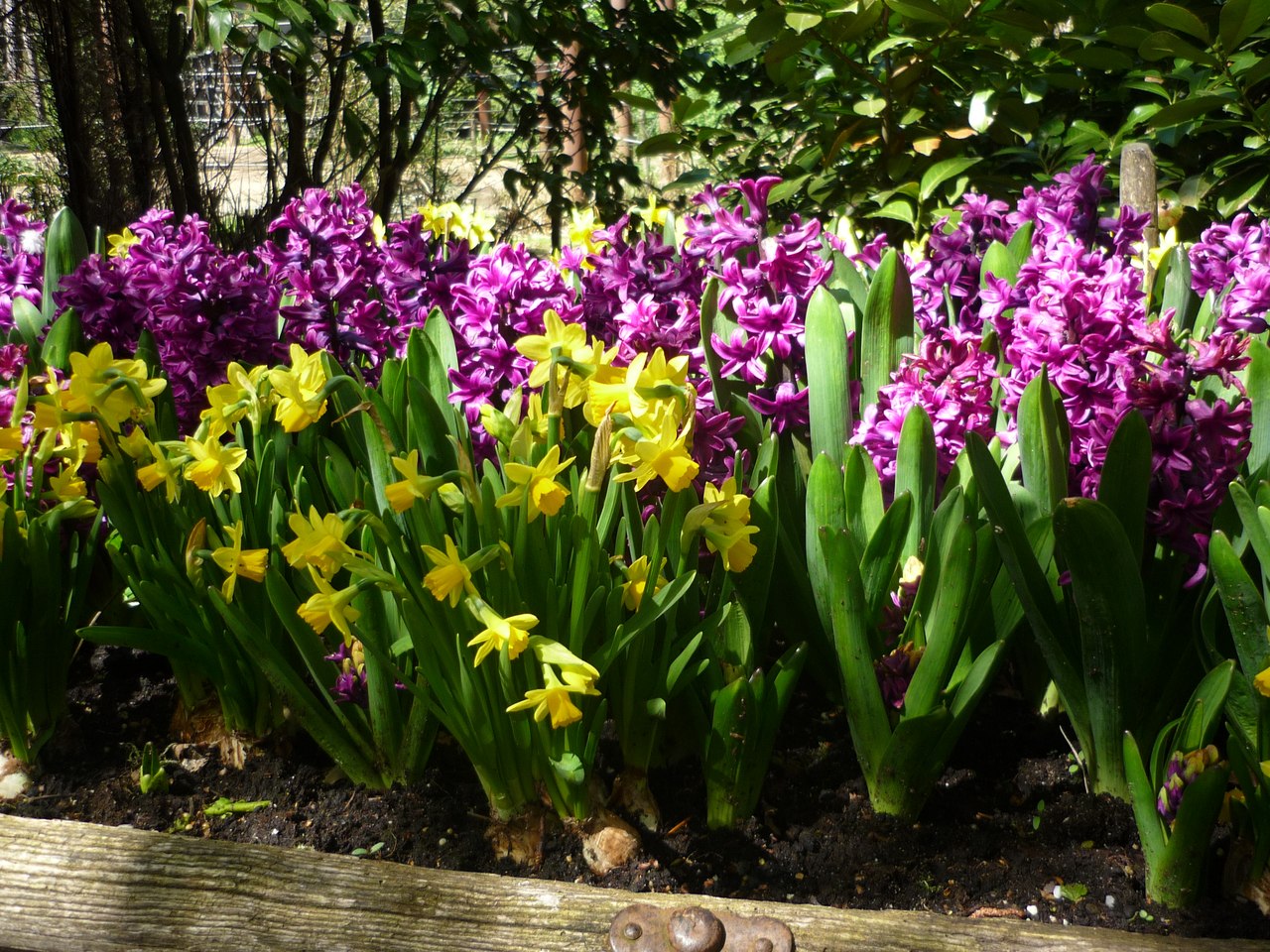 Parterres de fleurs bicolores à la campagne