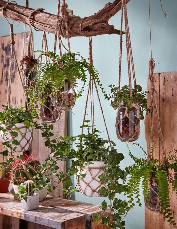 Plantes d'intérieur Ampel