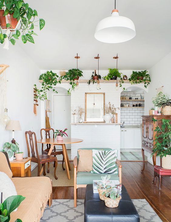 Plantes d'intérieur Ampel