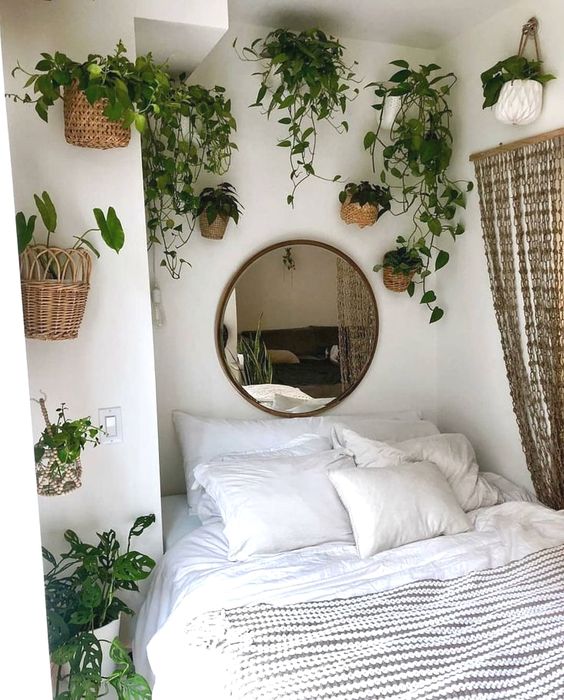 Plantes d'intérieur Ampel