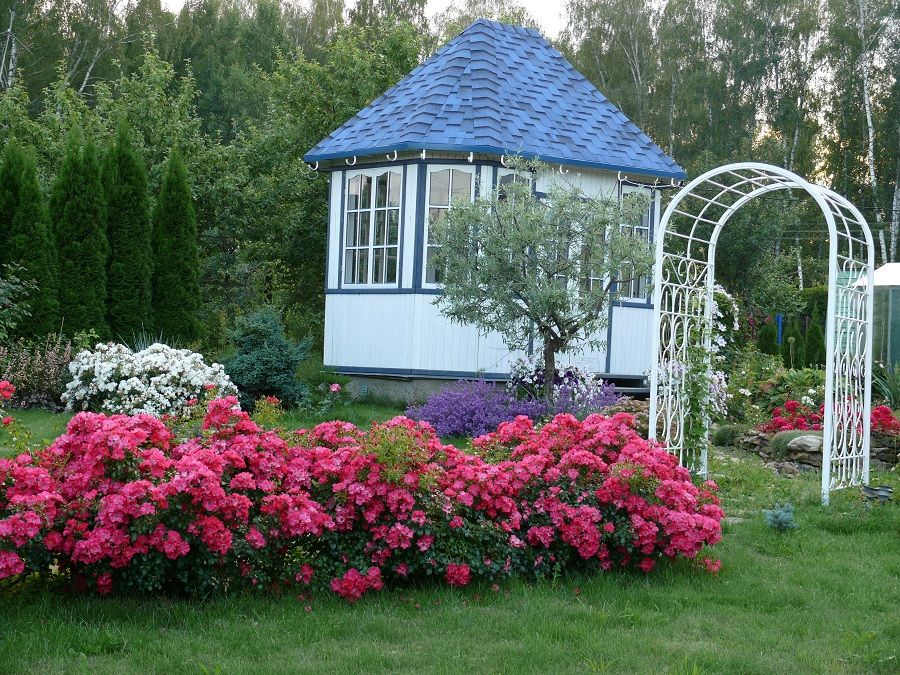 Roses dans l'aménagement paysager