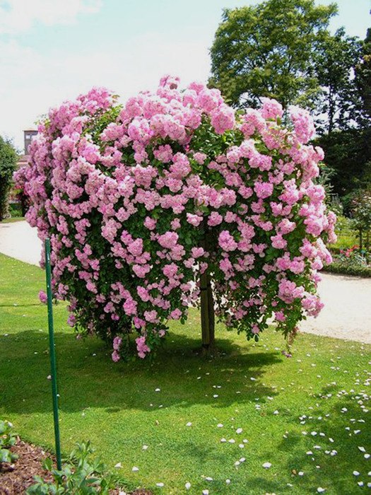 Roses dans l'aménagement paysager