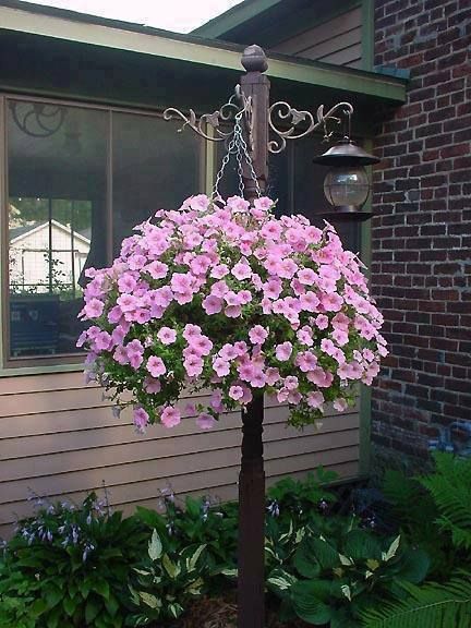 Fleurs dans des paniers suspendus