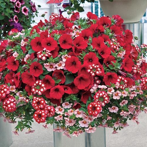 Fleurs dans des paniers suspendus