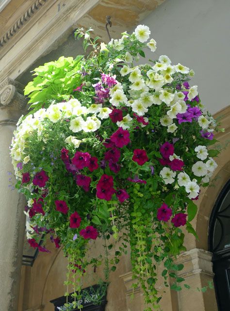 Fleurs dans des paniers suspendus