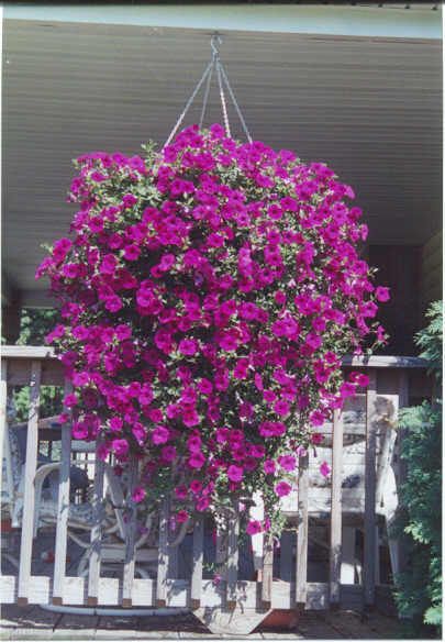 Fleurs dans des paniers suspendus