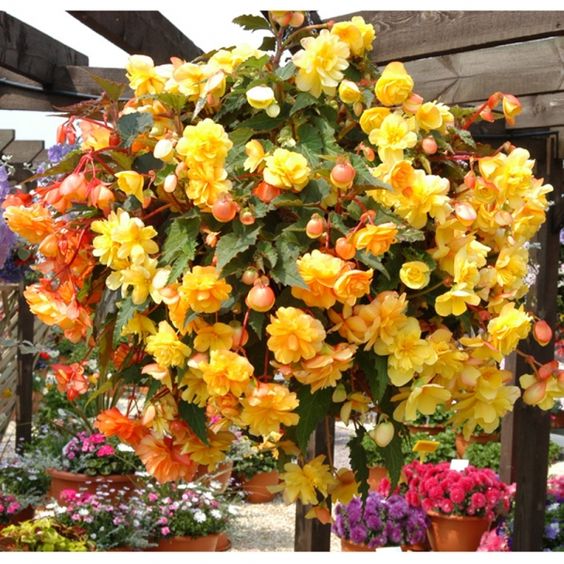 Fleurs dans des paniers suspendus