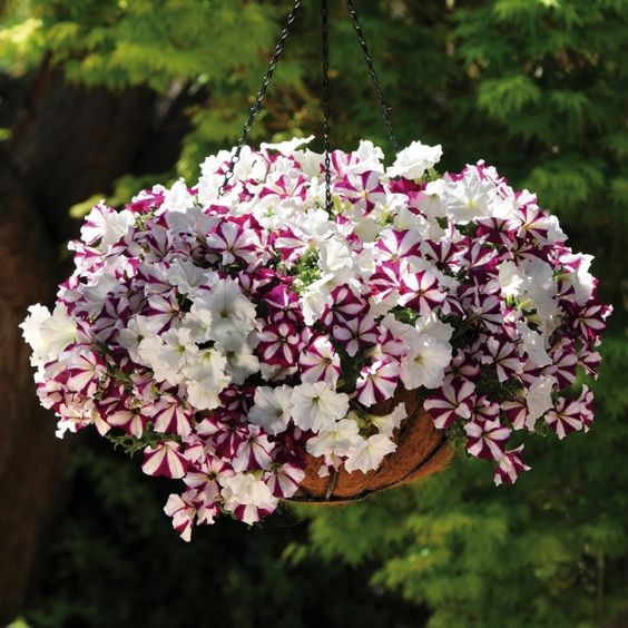 Fleurs dans des paniers suspendus