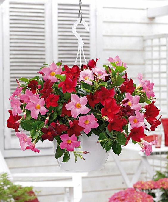 Fleurs dans des paniers suspendus