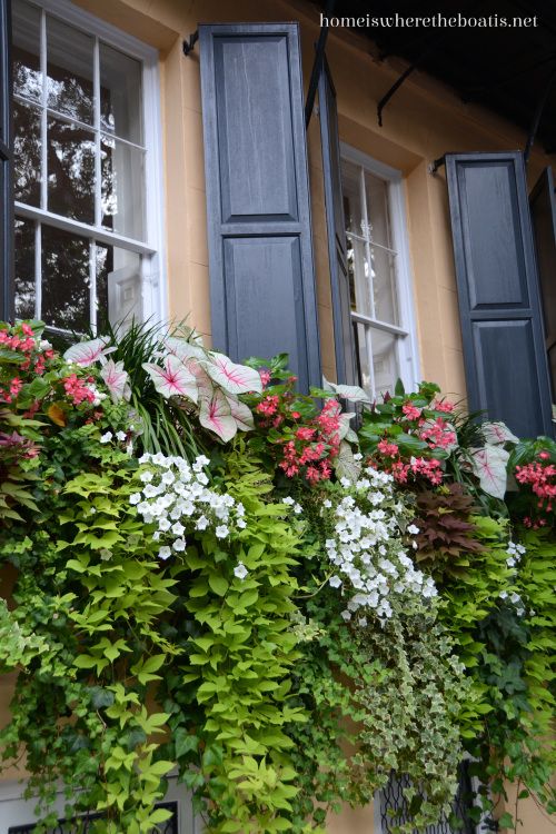 Jardin fleuri sur la fenêtre