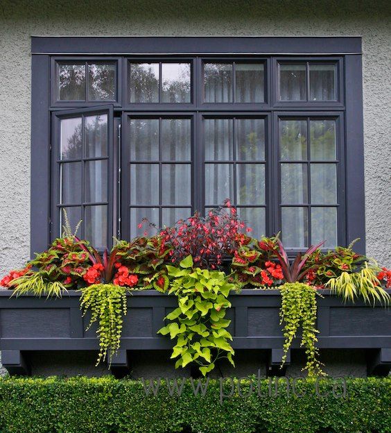 Jardin fleuri sur la fenêtre