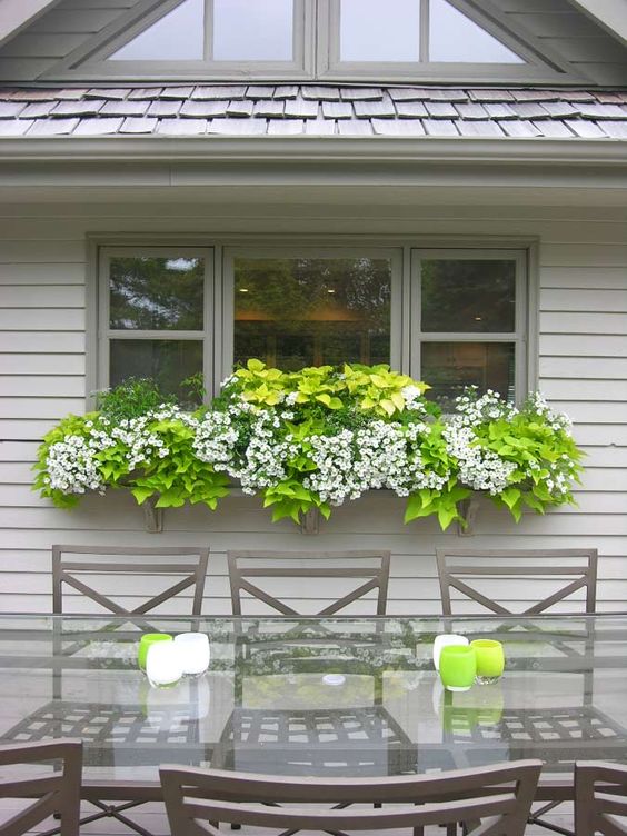 Jardin fleuri sur la fenêtre