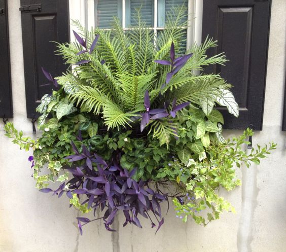 Jardin fleuri sur la fenêtre