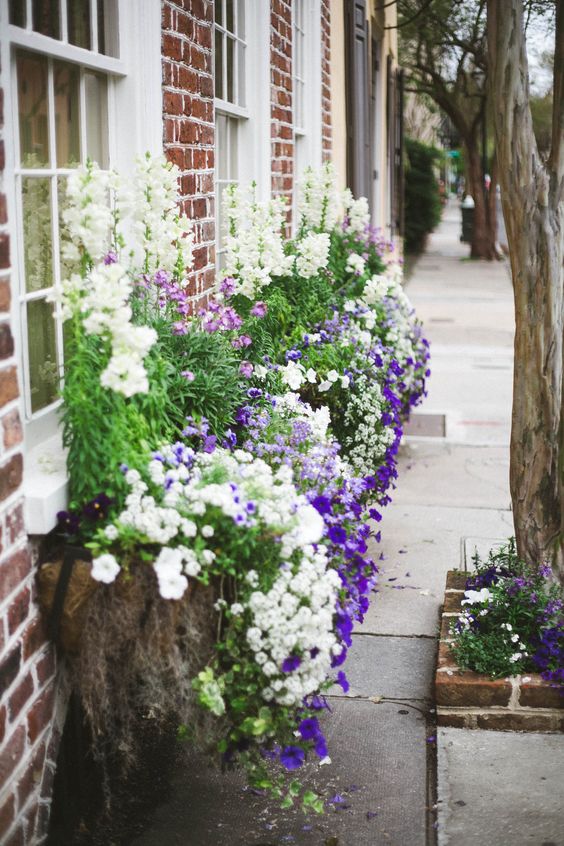 Jardin fleuri sur la fenêtre