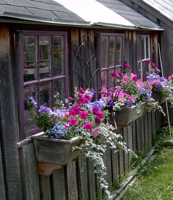 Jardin fleuri sur la fenêtre