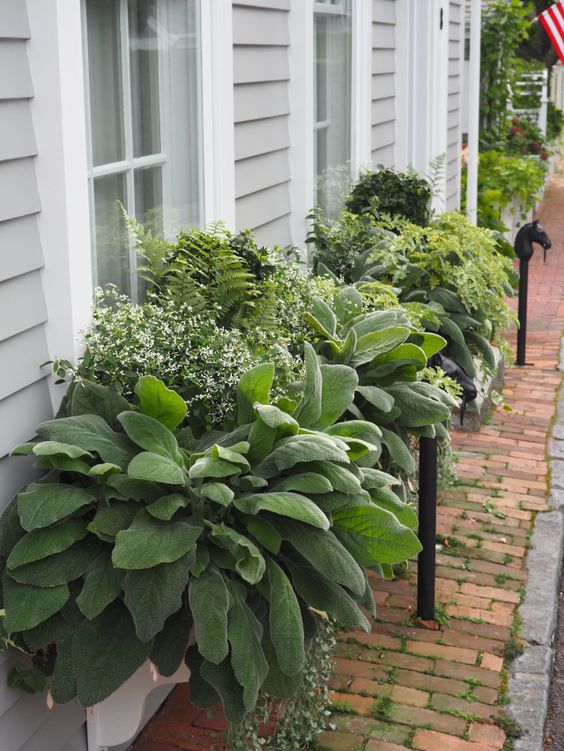Jardin fleuri sur la fenêtre