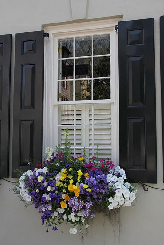 Jardin fleuri sur la fenêtre