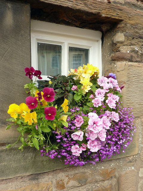 Jardin fleuri sur la fenêtre
