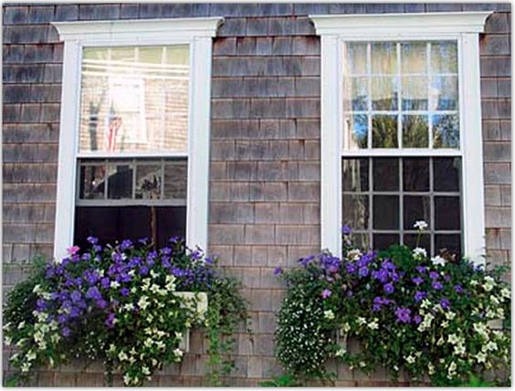 Jardin fleuri sur la fenêtre