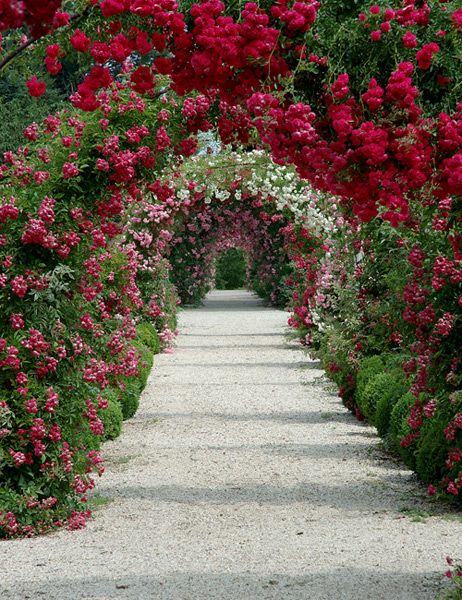 Arches de rosiers grimpants