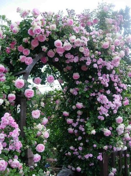 Arches de rosiers grimpants