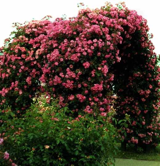 Arches de rosiers grimpants