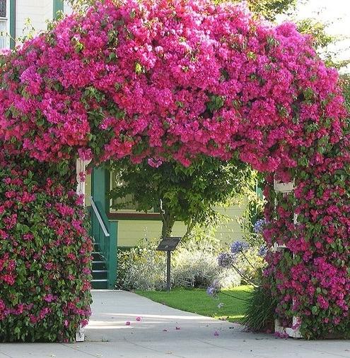 Arches de rosiers grimpants