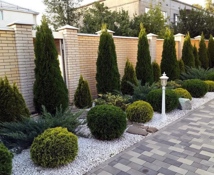 conifères dans l'aménagement paysager